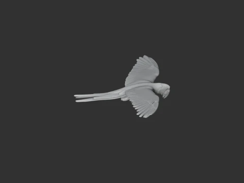Military Macaw 3D Model