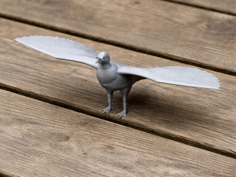 Avvoltoio del Nuovo Mondo Modello 3D