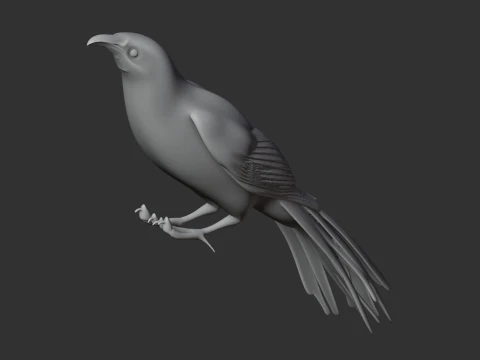 New Zealand Wattlebird Bird 3D Model