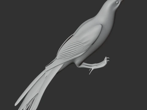 New Zealand Wattlebird Bird 3D Model