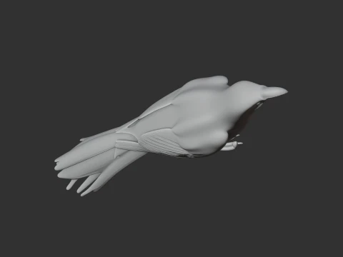 New Zealand Wattlebird Bird 3D Model