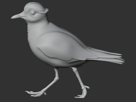 Plover 3D Model