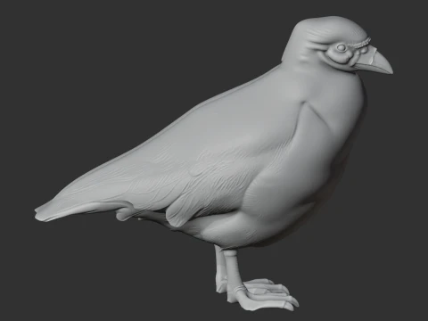 Sheathbill Bird 3D Model