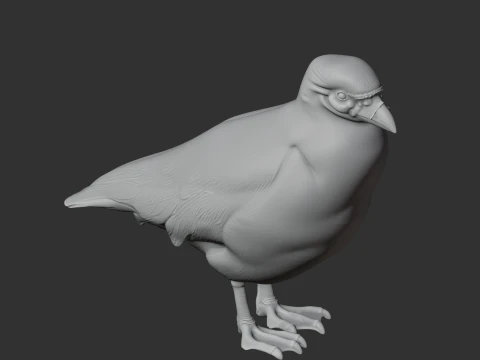 Sheathbill Bird 3D Model