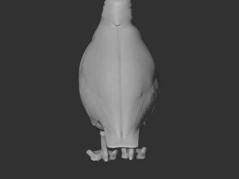 Sheathbill Bird 3D Model