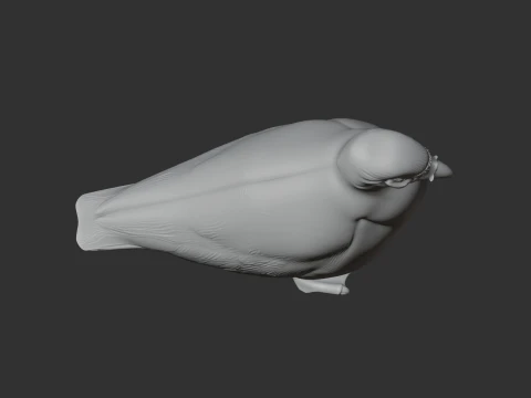 Sheathbill Bird 3D Model