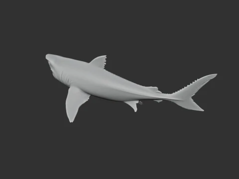 Squalicorax 3D Model