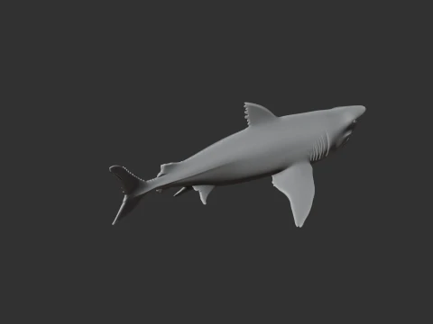 Squalicorax 3D Model