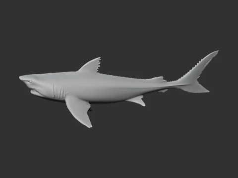 Squalicorax 3D Model