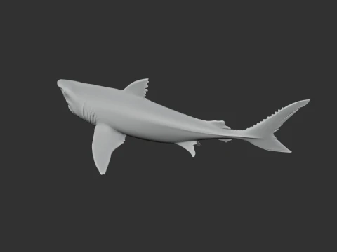 Squalicorax 3D Model