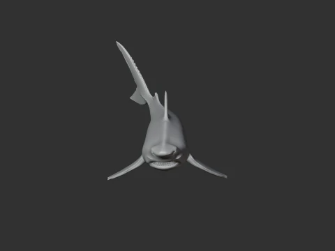 Squalicorax 3D Model