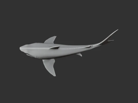 Squalicorax 3D Model