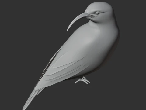 Vanga Bird 3D Model