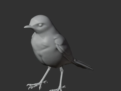 Wagtail Bird 3D Model