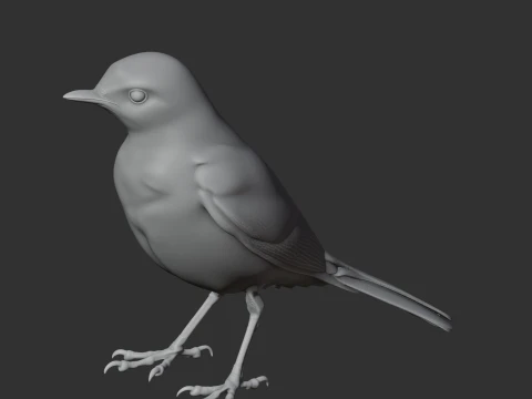 Wagtail Bird 3D Model