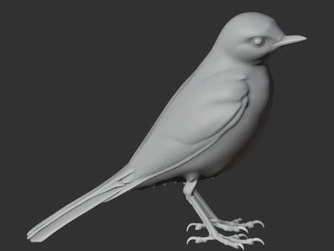 Wagtail Bird 3D Model