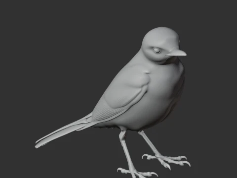 Wagtail Bird 3D Model