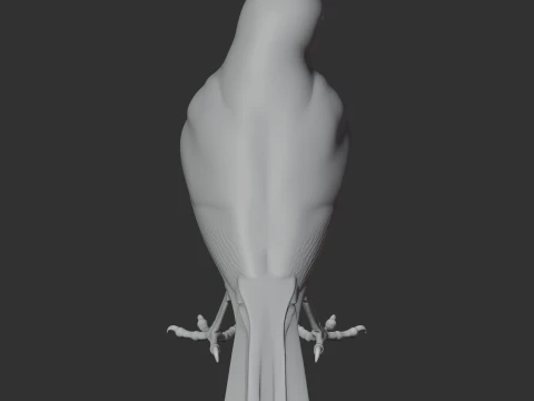Wagtail Bird 3D Model