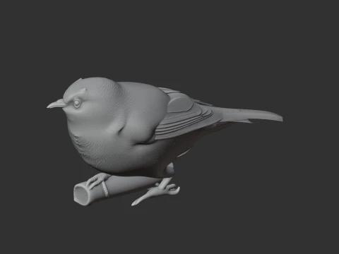 White-eye Bird 3D Model
