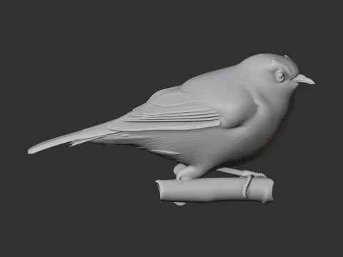 White-eye Bird 3D Model