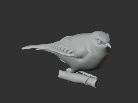 White-eye Bird 3D Model