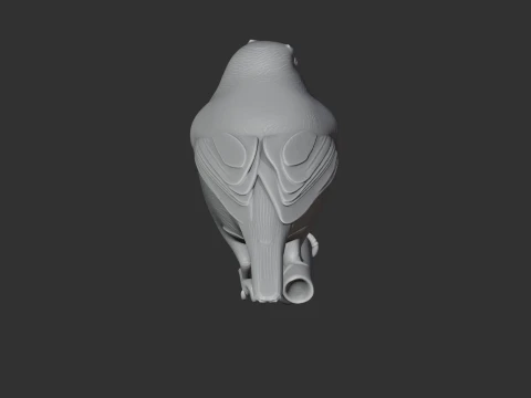 White-eye Bird 3D Model