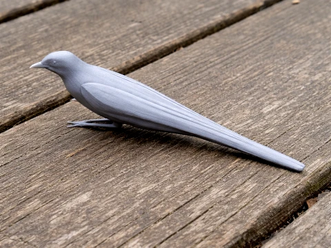 Admiralty cicadabird 3D Model