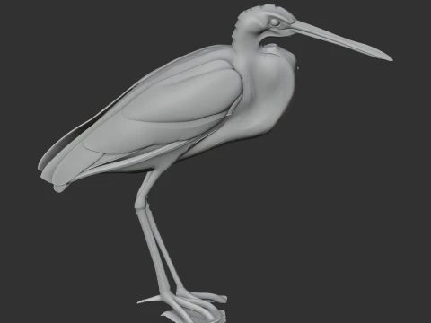 Agami heron 3D Model