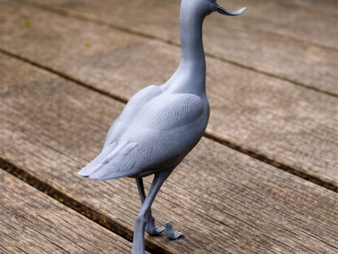 American avocet 3D Model