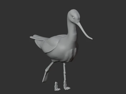 American avocet 3D Model