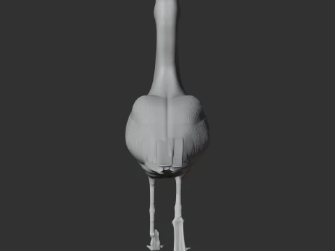 American avocet 3D Model
