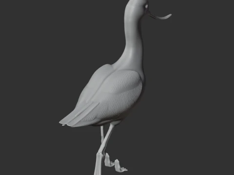 American avocet 3D Model