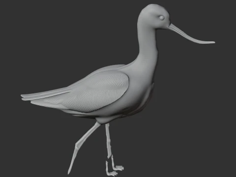 American avocet 3D Model