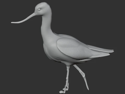 American avocet 3D Model