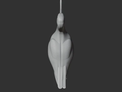 American avocet 3D Model
