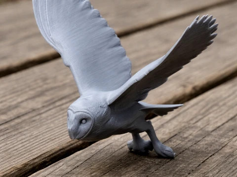 American barn owl Modelo 3D