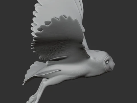 American barn owl 3D Model