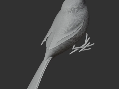 American bushtit 3D Model
