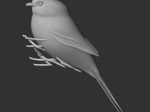 American bushtit 3D Model