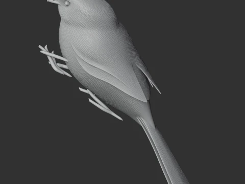 American bushtit 3D Model