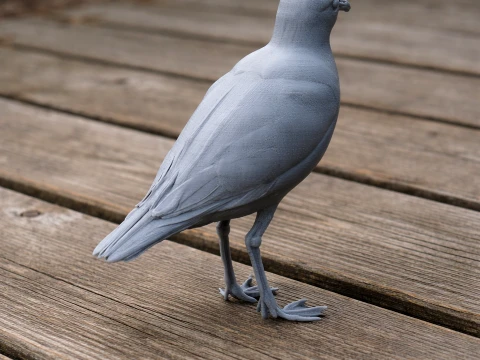 American golden plover 3D Model