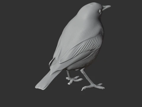 American pipit 3D Model