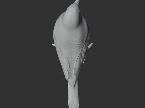 American pipit 3D Model
