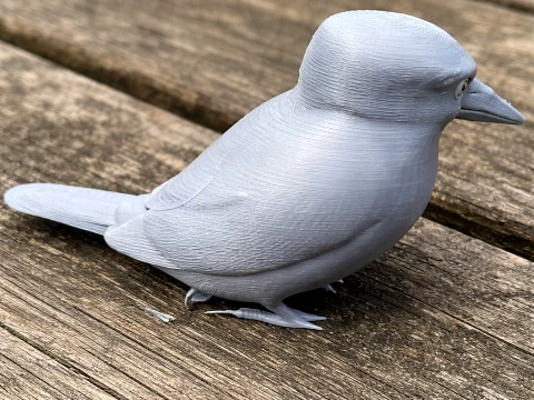 American pygmy kingfisher 3D Model