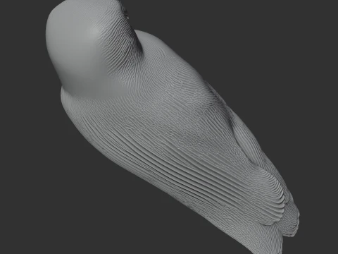 Andaman boobook 3D Model