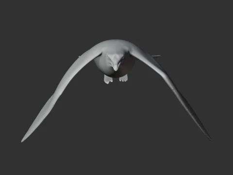 Arctic Skua 3D Model