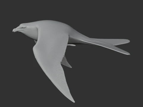 Arctic Skua 3D Model