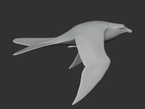 Arctic Skua 3D Model
