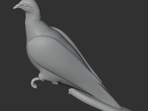 Ashy wood pigeon 3D Model