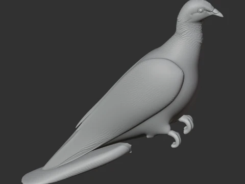 Ashy wood pigeon 3D Model